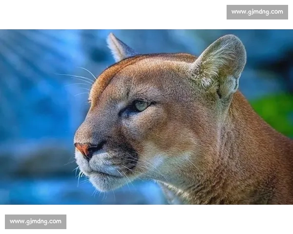 美洲狮与美洲虎巅峰对决力量速度领地智慧全解析生存策略与生态差异深度比较